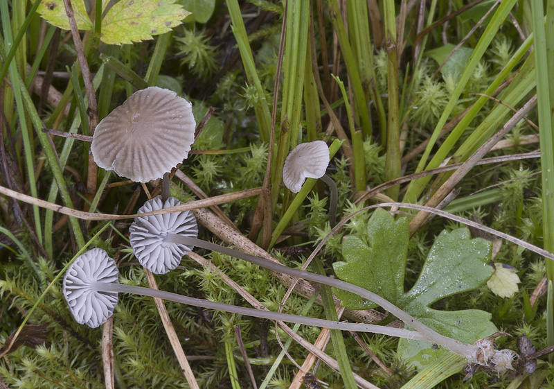 Mycena latifolia